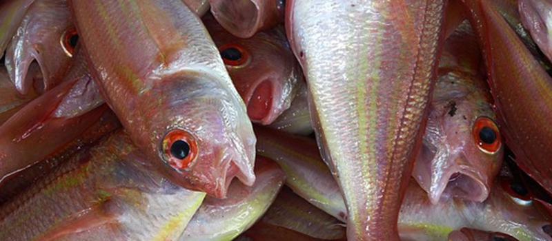 El pescado es el alimento con mejor perfil de aminoácidos, aceites grasos y minerales, según al FAO
