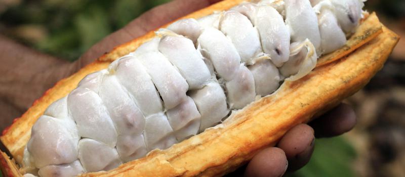La mayor parte de la producción de cacao mundial provenía históricamente de los países de África occidental. Foto: Ricardo Maldonado/ EFE.
