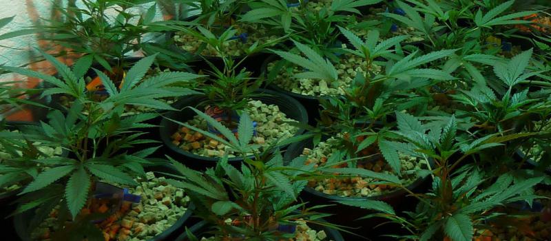 Los cambios legislativos aprobados el pasado febrero en Jamaica estipulan que ya no será delito consumir marihuana en pequeñas cantidades. Foto referencial: AFP