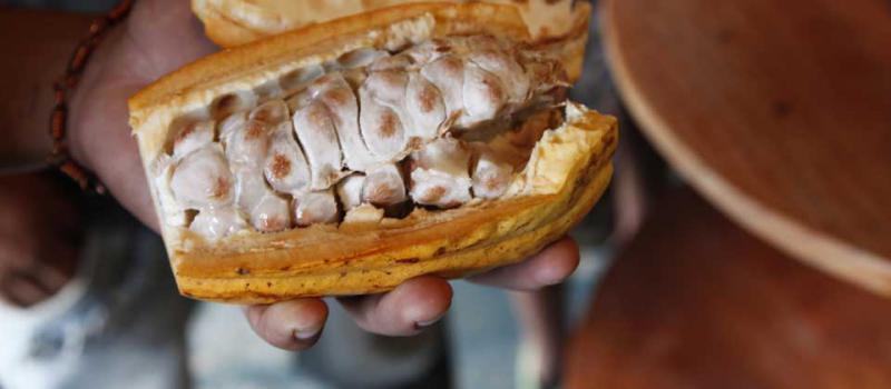 La Ruta del Cacao es una de las propuestas a los turistas que Ecuador promociona en la gran feria turística de Berlín. Foto: Archivo/ LÍDERES