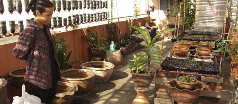 En la terraza de su edificio, la tailandensa Orapan Phonchan cultiva sus propios vegetales y legumbres orgánicas, en pleno centro de Bangkok. Inició sus sembríos hace un mes. Fotos: Gaspar Ruiz-Canela / EFE