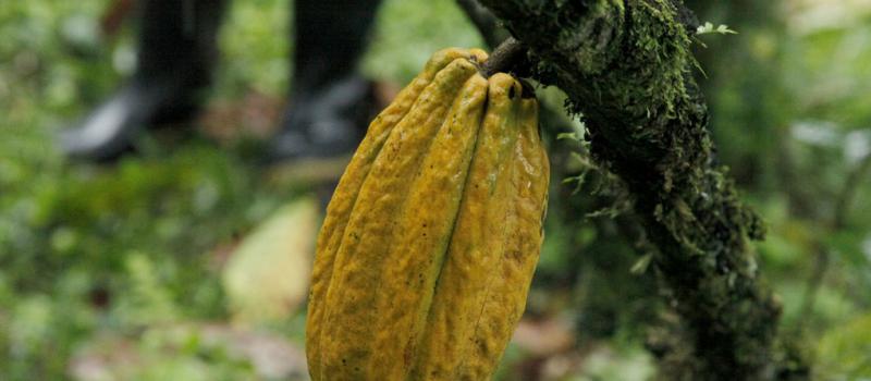 El cacao se encuentra entre los alimentos con los que se busca que trabajen chefs ecuatorianos que realizarán prácticas profesionales en restaurantes internacionales. Foto: Archivo / LÍDERES