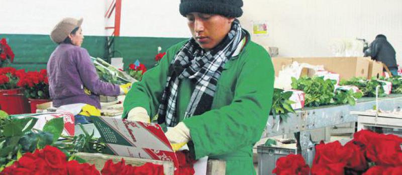 En Rosinvar solo mujeres se dedican a empacar las rosas para evitar su maltrato.