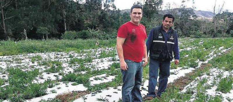 La plantación de stevia de Igor Sánchez (izquierda) en Vilcabamba, Loja. Fotos: Cortesía Aplus Traders