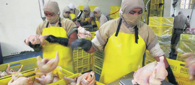Archivo / LÍDERES El consumo de pollo en el país fue de 32 kg por persona en el 2012. En Ecuador existen cerca de 1 600 granjas, según el Censo Avícola.