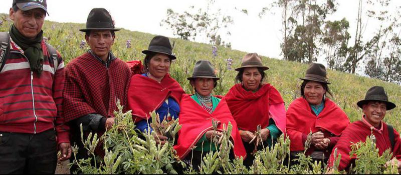 Los agricultores de la  Corporación de Productores de Leguminosas y Granos Andinos del pueblo Puruwa  tienen amplia experiencia  en la siembra de chochos en la zona de Guamote. Foto: Glenda Giacometti / LÍDERES