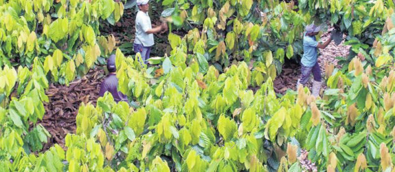 El Cacao Ecuatoriano Su Historia Empezo Antes Del Siglo Xv