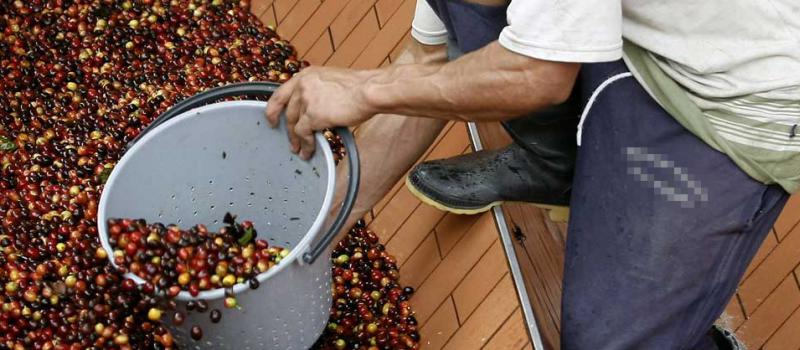 La producción colombiana de café en enero fue de 1.088 000 sacos de 60 kilos. Foto: Luis Eduardo Noriega/ EFE.