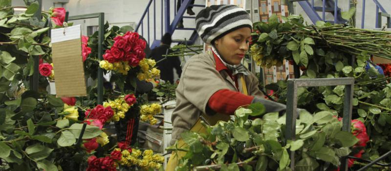 En las instalaciones de la finca Fiorentina Flowers (en Guachalá, Cayambe), los trabajos se intensificaron de cara a la época de San Valentín. El sector floricultor tiene importantes. Foto: Jenny Navarro / LÍDERES.