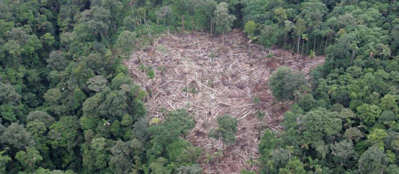 Ya se ha empezado a desarrollar el software para realizar el mapa que refleje la deforestación del planeta. Foto: Archivo /El Comercio