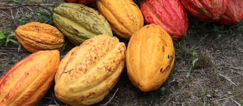 En 2014, el volumen de producción de cacao registró un crecimiento de 11%, cuatro puntos porcentuales por arriba de lo que creció en 2013 (7%)”. Foto: Enrique Pesantes/Líderes
