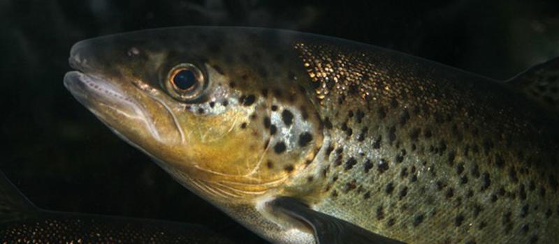 Los precios del pescado crecieron un 5% en 2014, empujados por un aumento del 12% de los de las especies cultivadas. Foto referencial: Pixabay