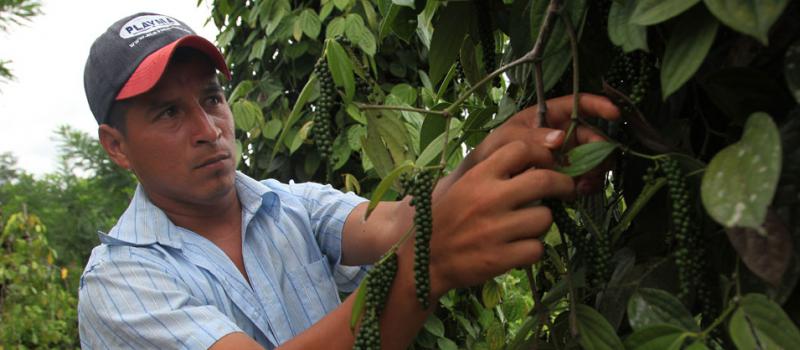Víctor Andrade cosecha pimienta negra en la empresa TrueFlavor, ubicada en Santo Domingo de los Tsáchilas. Foto: Juan Carlos Pérez / LÍDERES.
