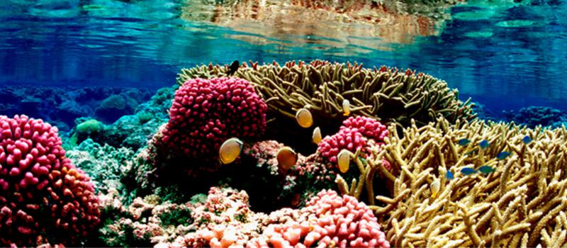 La técnica de geoingeniería llamada gestión de radiación solar puede reducir el riesgo de una grave decoloración del coral a nivel global. Foto referencial: Wikicommons