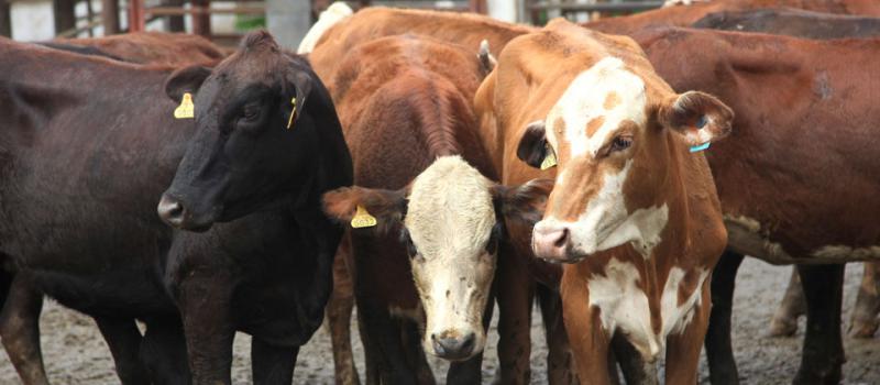 Las reses del ganado paraguayo generaron el interés del Gobierno ecuatoriano y propiciarán una segunda compra de estos animales. Foto: Juan Carlos Pérez/ LÍDERES