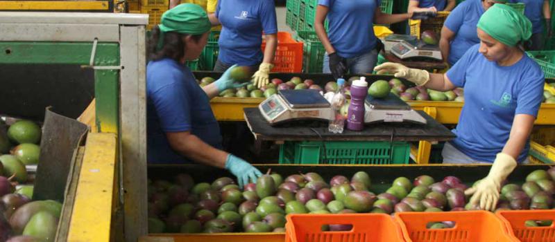 En el centro y norte de la provincia del Guayas se concentra la mayoría de las  6 500 hectáreas de plantaciones de la fruta destinado a la exportación, según la Fundación Mango Ecuador. Foto: Archivo/ LÍDERES