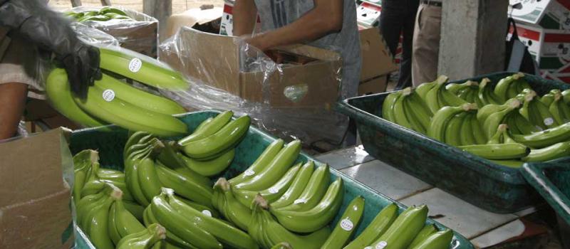 El banano es uno de los principales productos que Ecuador exporta a Europa. Foto: Archivo/ LÍDERES