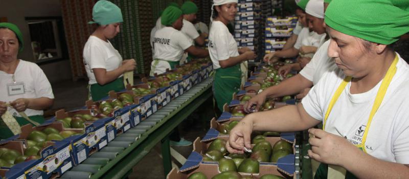 En la planta empacadora de Agriproduct, ubicada en la vía a Daule, trabajan unas 460 personas. El 80% del mango que se exporta es de la variedad es Tommy Atkins. Foto: Mario Faustos/LÍDERES