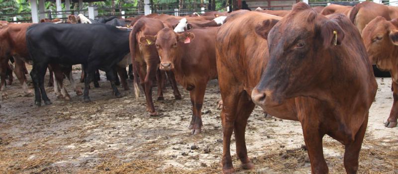 Paraguay enviará más ejemplares de ganado vacuno al Ecuador, para mejorar la genética del bovino ecuatoriano. Foto: Archivo/ LÍDERES