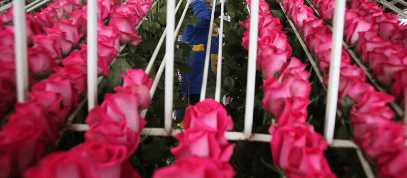 Imagen Referencial. Avianca llevó 11.479 toneladas de flores. Foto: Vicente Costales / LÍDERES