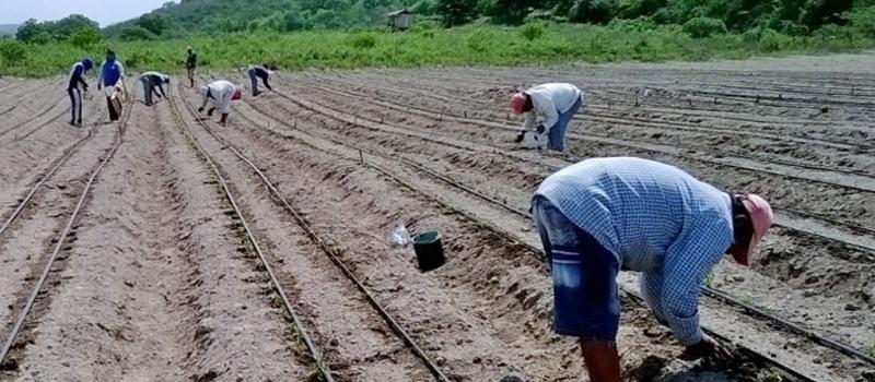 En la cuenca baja del río Mira (Carchi) se siembra stevia. Unas 40 familias están involucradas. Foto: Cortesía Ecosol
