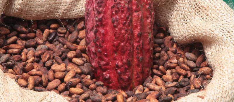 El cacao ecuatoriano presentó dos nuevos productos en el mercado ruso. Foto: Archivo