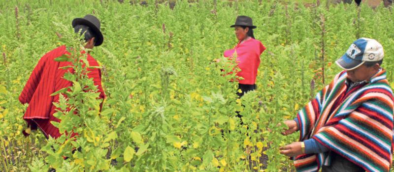 En la serranía la quinua se produce en  Carchi, Imbabura, Pichincha, Cotopaxi y Chimborazo, según Pro Ecuador. Foto: Archivo / LÍDERES