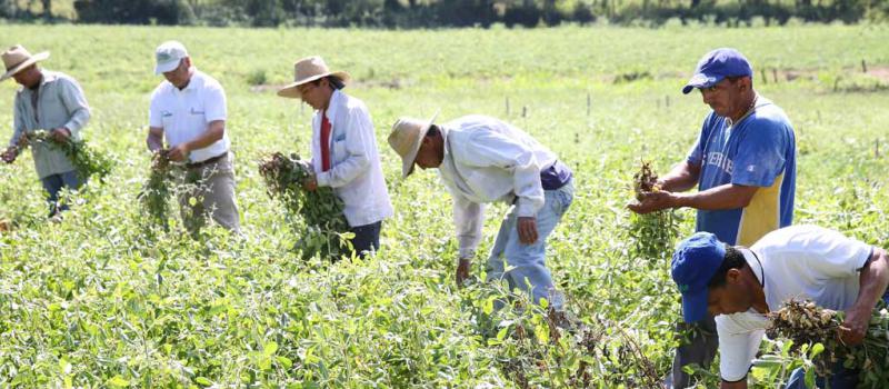 Fotos: cortesía Iniap Productores de semilla de soya cultivan su producto para destinarlo al consumo interno. En el país existen 4 000 pequeños productores de soya y se concentran en la costa ecuatoriana.