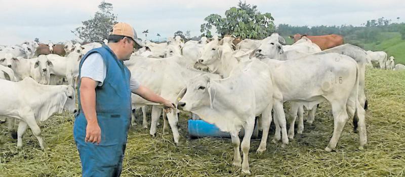 Los ganaderos de Esmeraldas trabajan para mejorar la genética de los bovinos. Ellos cuentan con el apoyo y capacitación del Ministerio de Agricultura. Foto: Marcel Bonilla / LÍDERES