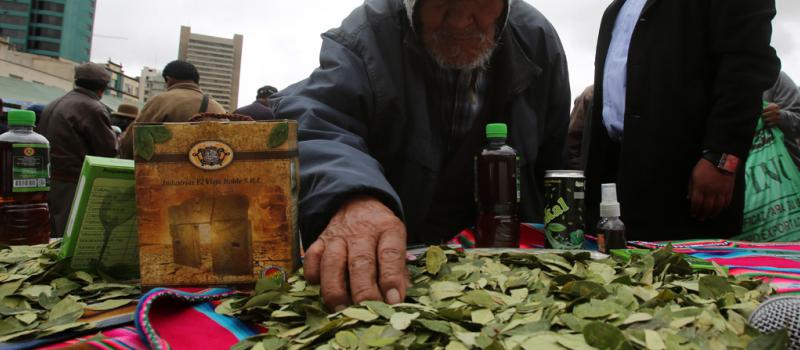 Productores de la hoja de coca celebran el día del "acullico" o masticación de hoja de coca. Foto: EFE