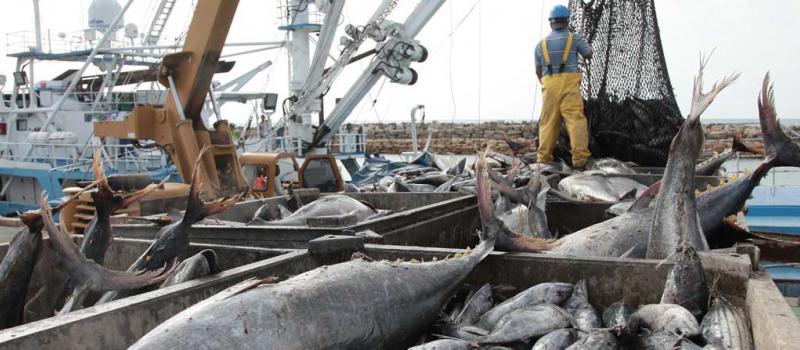 Cargamentos de atún llegan a diario al puerto marítimo de Manta, en Manabí. El túnido es uno de los principales productos de pesca que exporta Ecuador a diferentes mercados. Foto: Archivo / LIDERES