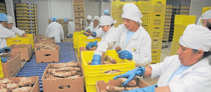 En el área de embalaje de la firma FG Enterprise queda lista la malanga que se exporta entre lunes y miércoles por el puerto de Guayaquil. Fotos: Juan Carlos Pérez para LÍDERES