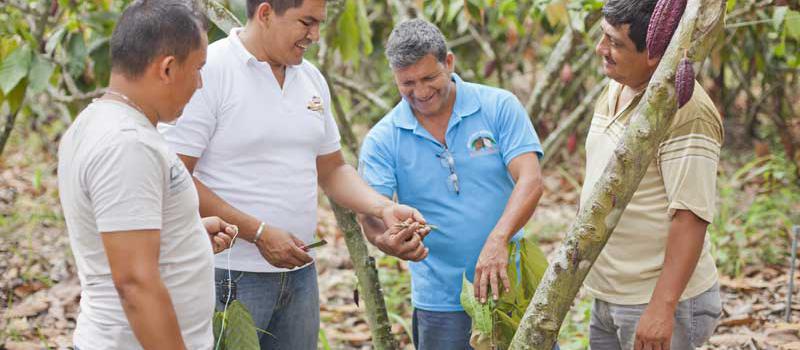 La firma Nestlé ejecuta en el país el programa Plan cacao, como parte de su estrategia de valor compartido. Con este programa asesora a agricultores que siembran y cosechan cacao. Foto: cortesía Nestlé