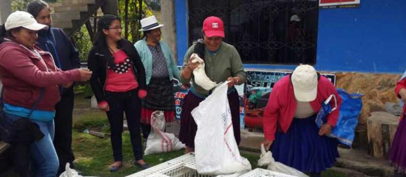 Hace dos semanas, las 17 familias integrantes de la Asociación de Productores Gironenses recibieron 187 crías de raza mejorada. Foto: cortesía Gobierno Provincial de Azuay