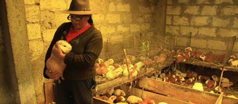 Los productores de Samanga, en Ambato, trabajan en la crianza del cuy por los beneficios económicos. Además, el mejoramiento genético es importante para ganar mercado. Foto: Glenda Giacometti / LÍDERES