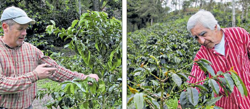 Brian Brohnke produce café orgánico en la hacienda Reserva Tambo Quinde, en el noroccidente de Pichincha. Luis Salazar, caficultor en el noroccidente de Pichincha, ha mejorado su producción de medio quintal por hectárea, en el 2011. Fotos: Patricio Terán