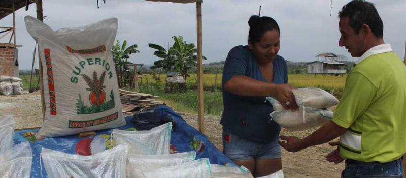 En la vía a los Paipai en Tosagua, Manabí,  las familias montuvias venden hasta USD 40 el quintal de arroz. Foto: Katherine Delgado/ para Líderes