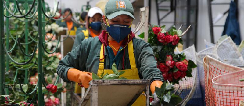 El sector florícola será uno de los beneficiados de los cambios laborales. Foto: Archivo / LÍDERES