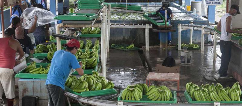El sector bananero llegó a una productividad de 1 800 cajas por hectárea. Foto: Referencial