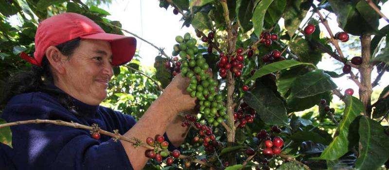 Una imagen de los cultivos de café en Ecuador.  En las zonas rurales del cantón Quito se produce el denominado café de altura. Los agricultores venden el producto a empresas. Foto: Archivo / LÍDERES