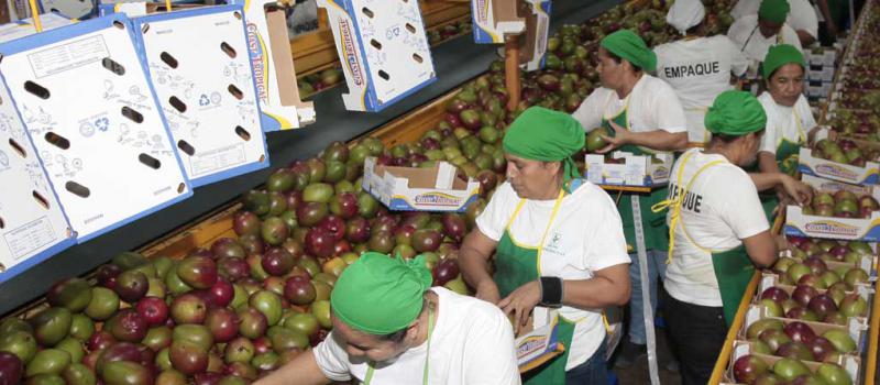 La venta de mangos ecuatorianos en la Unión Europea aumentó  en un 30% desde que entró en vigencia el acuerdo comercial. En la imagen la planta del grupo Agriproduct, en Guayas. Foto:  LÍDERES