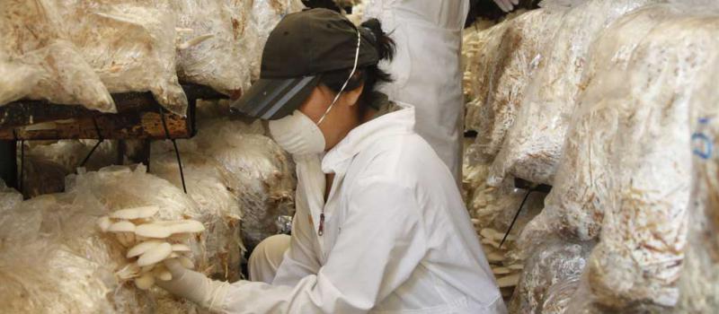 Trabajadores cosechan hongos ostra en el área de cultivo de Hortifungi. La empresa tiene trece años y provee a supermercados y restaurantes. Foto: Patricio Terán / LÍDERES