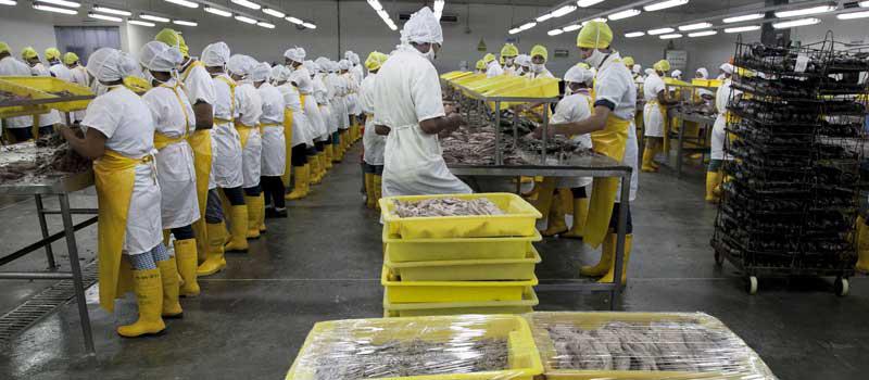 En Manta se encuentran las principales procesadoras y exportadoras de atún que se envía al bloque europeo. Foto: Cortesía Fishcorp