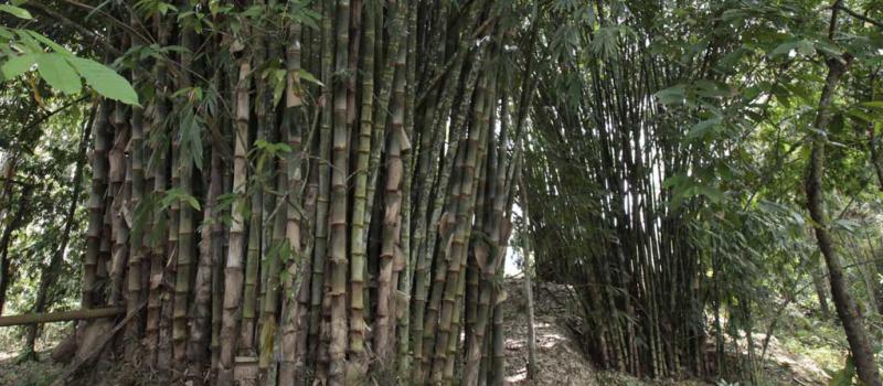 Según el Ministerio, Ecuador tiene actualmente sembradas unas 600 000 hectáreas de bambú. Foto: Archivo / LÍDERES
