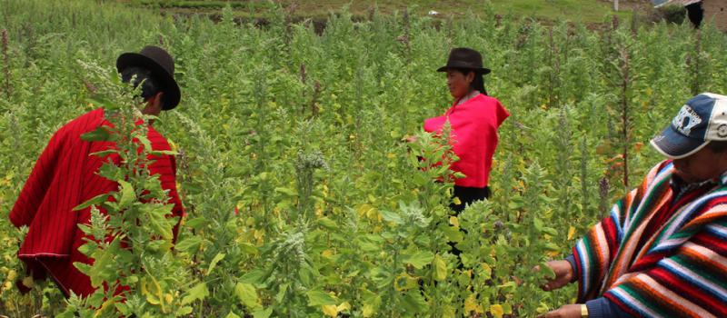 Los agricultores de Chimborazo reemplazaron sus cultivos de quinua con trigo y cebada. Solo 500 hectáreas se sembraron con quinua. Foto: Raúl Díaz para LÍDERES