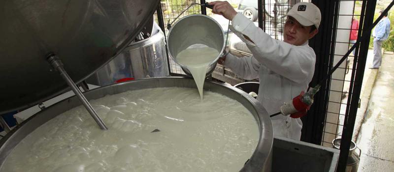 En el país, 200 000 litros de leche diarios no se logran comercializar y se convierten en un excedente que se puede exportar.  Foto: Archivo / LÍDERES