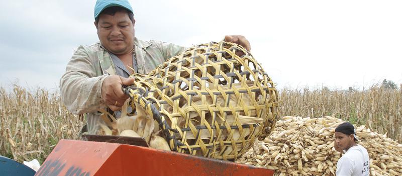 Los agricultores de la haciendo Elena colocan las mazorcas de maíz en la máquina para retirarles los granos. El proceso es bastante rápido. Foto: Mario Faustos / LÍDERES
