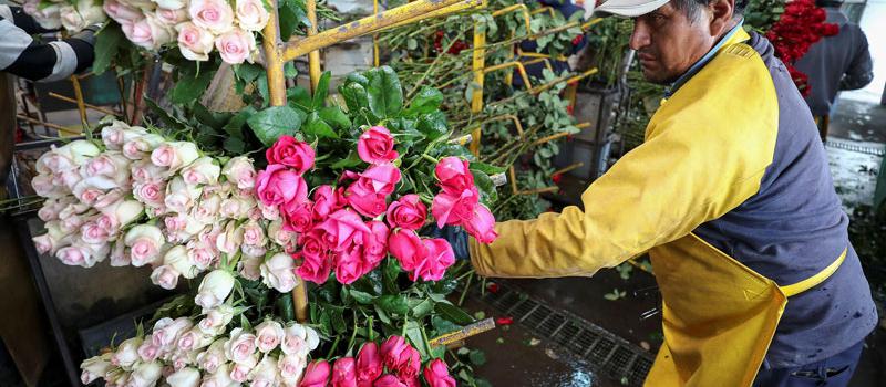 otografía del 8 de febrero del 2019, de un trabajador mientras selecciona flores en la finca Diamond Roses, en Joseguango Bajo, en la provincia de Cotopaxi (Ecuador).
