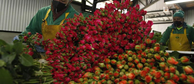 urante 2018 se exportaron a China un total de 1 700 toneladas de rosa y gypsophila, la otra flor que más exporta Ecuador a China.