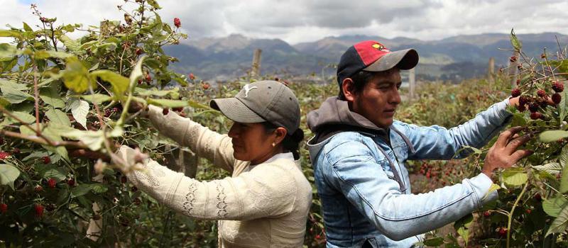 Juan Carlos y su esposa trabajan todos los días en su plantación de moras. Dan empleo a otras seis familias. Foto: Glenda Giacometti / LÍDERES